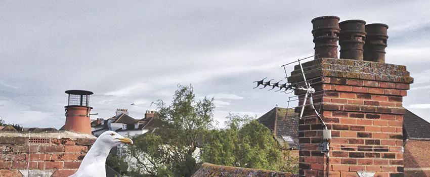 Chimney Cleaning And Restoration in Henderson, Kentucky